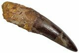 Fossil Spinosaurus Tooth - Real Dinosaur Tooth #345467-1